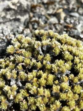 Image of Pimelea sericeovillosa Hook. fil.