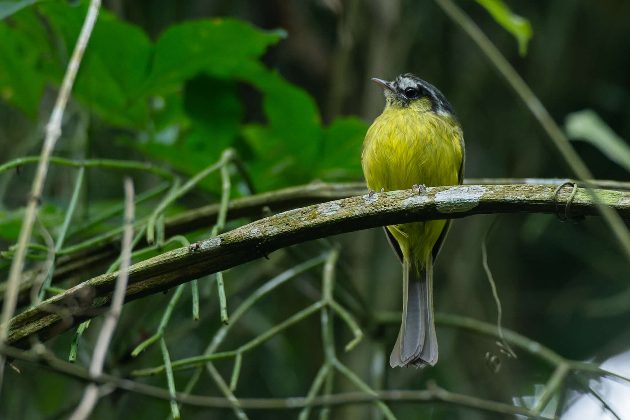 Image of Southern Bristle Tyrant