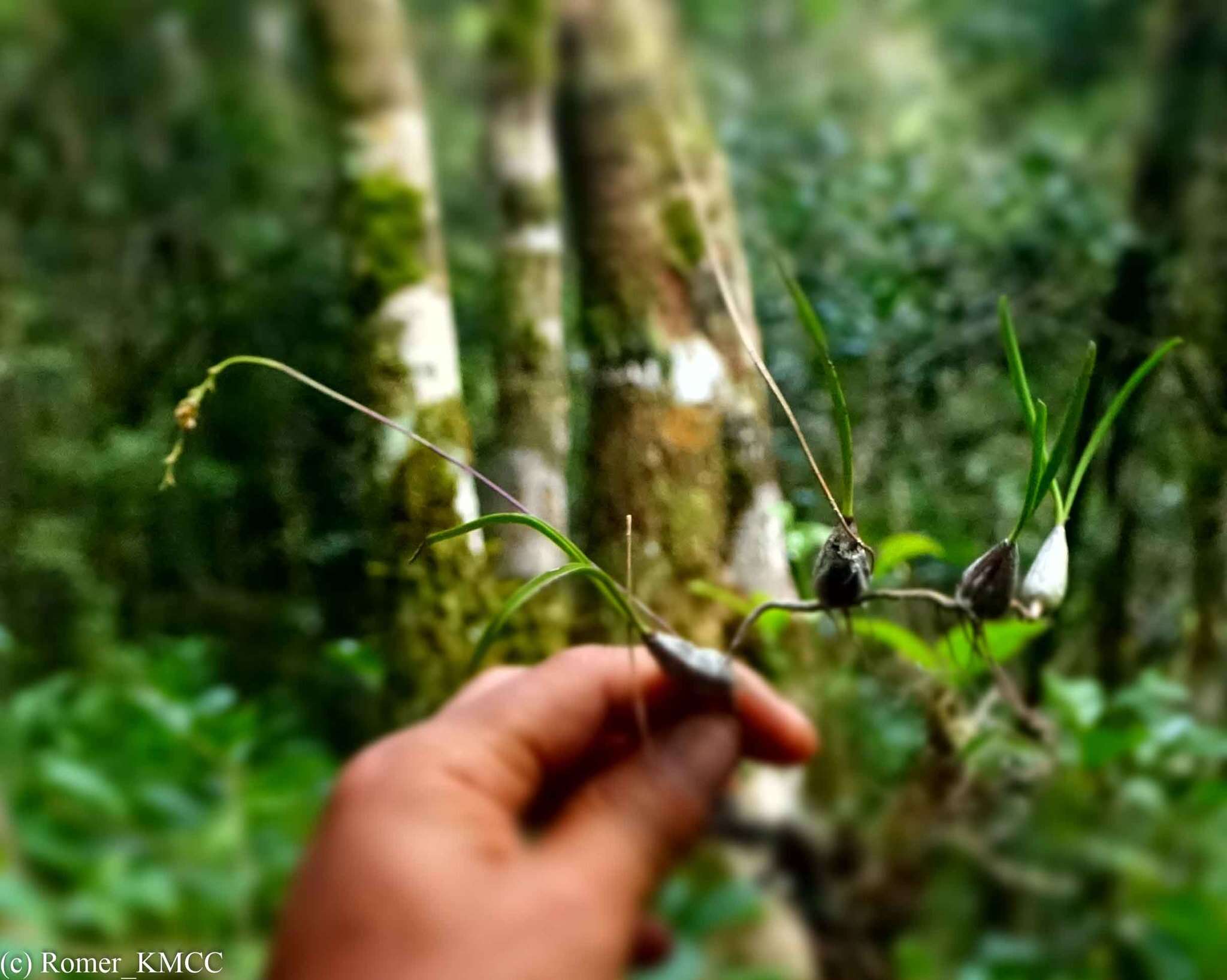 Image de Bulbophyllum rauhii Toill.-Gen. & Bosser