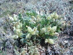 Image of Oxytropis caespitosa (Pall.) Pers.