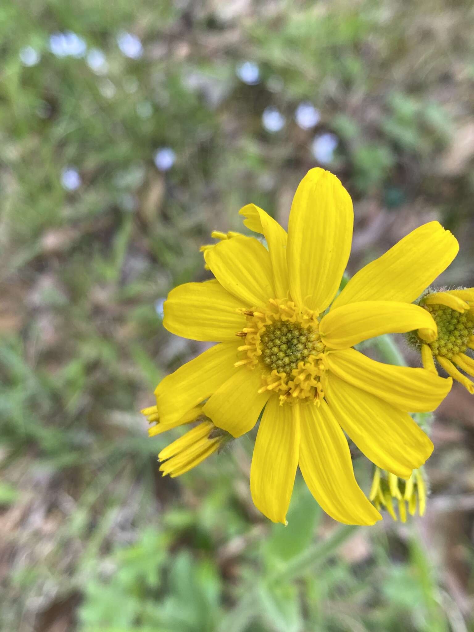 Image of Common Leopardbane