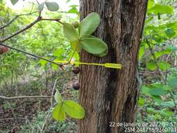 Image of Vitex rufescens A. Juss.