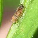 Image of Psyllid