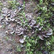 Image of Powdery kidney lichen