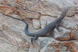 Image of (E) Freckled Monitor