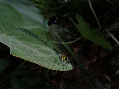 Image of Vestalis nigrescens Fraser 1929