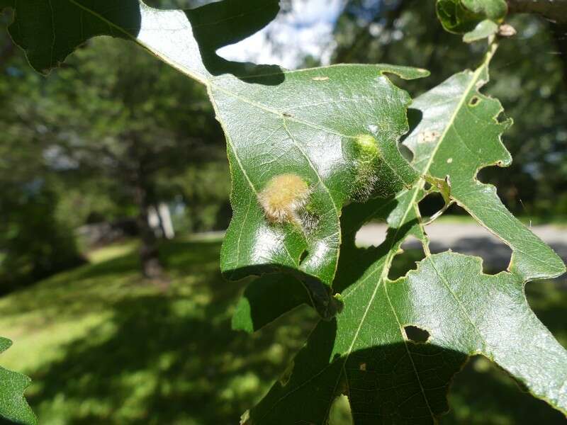 Image of <i>Aceria quercina</i>