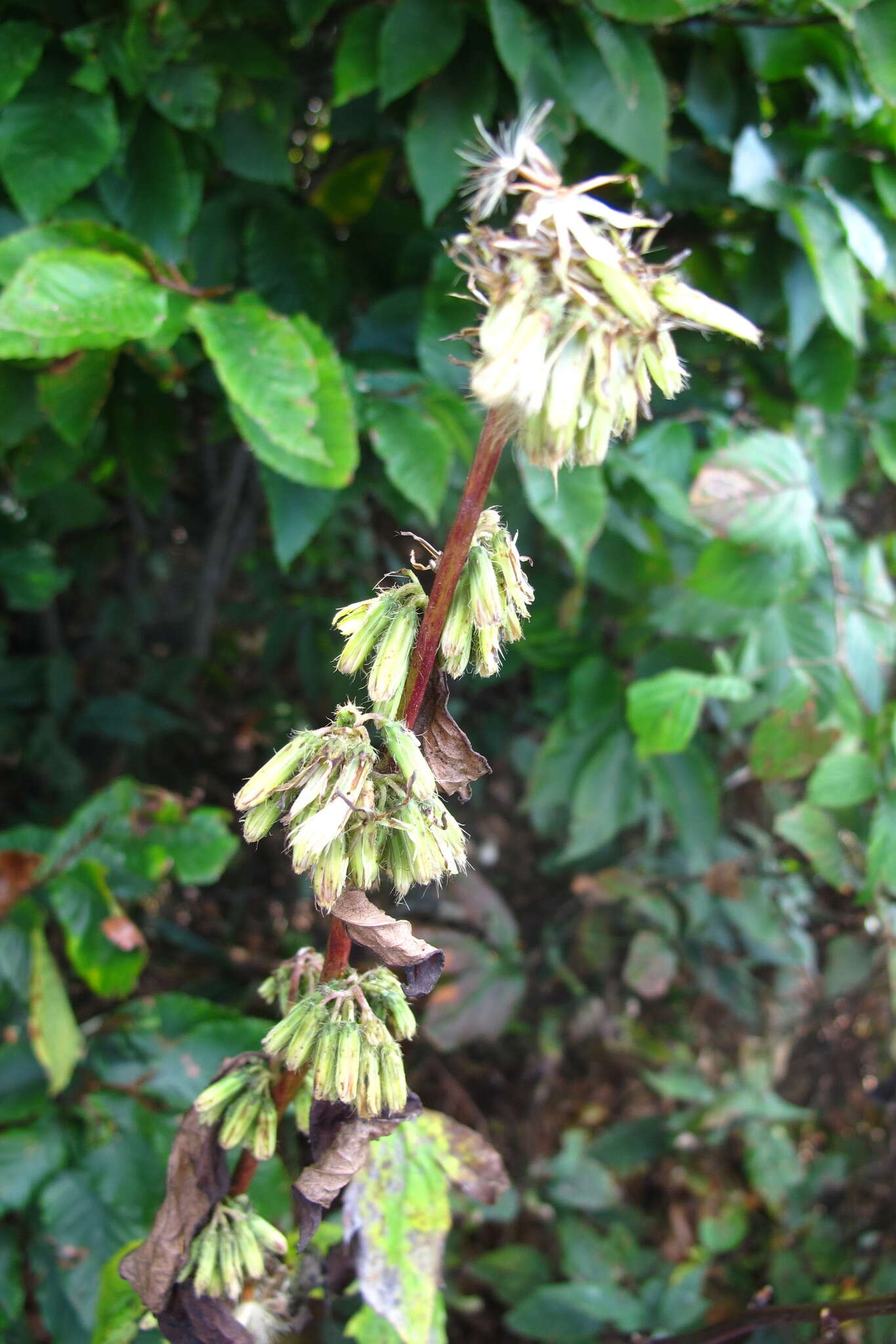 Image of Roan Mountain rattlesnakeroot