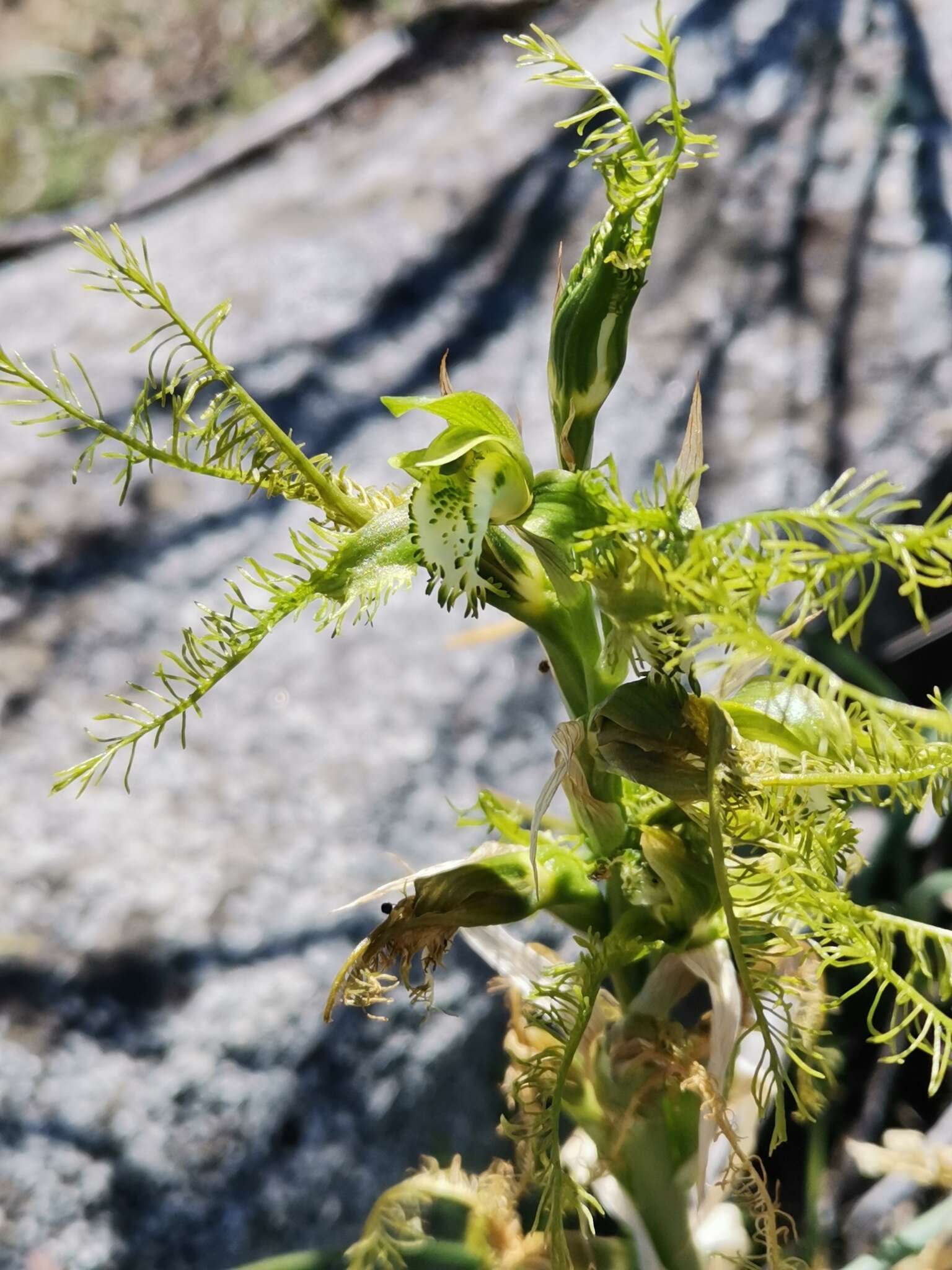 Image of Bipinnula plumosa Lindl.