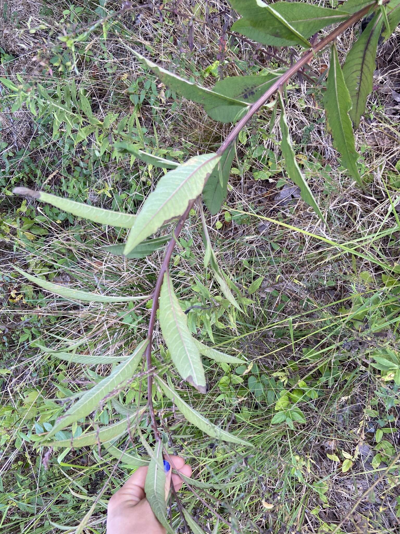 Image de Vernonia glauca (L.) Willd.