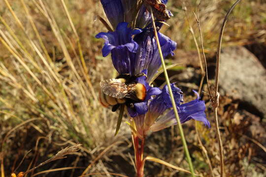 Sivun Bombus sibiricus (Fabricius 1781) kuva