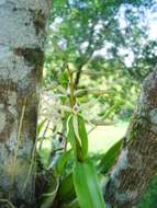 Слика од Prosthechea bulbosa (Vell.) W. E. Higgins