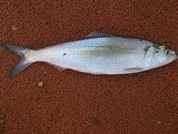 Image of Skipjack Herring