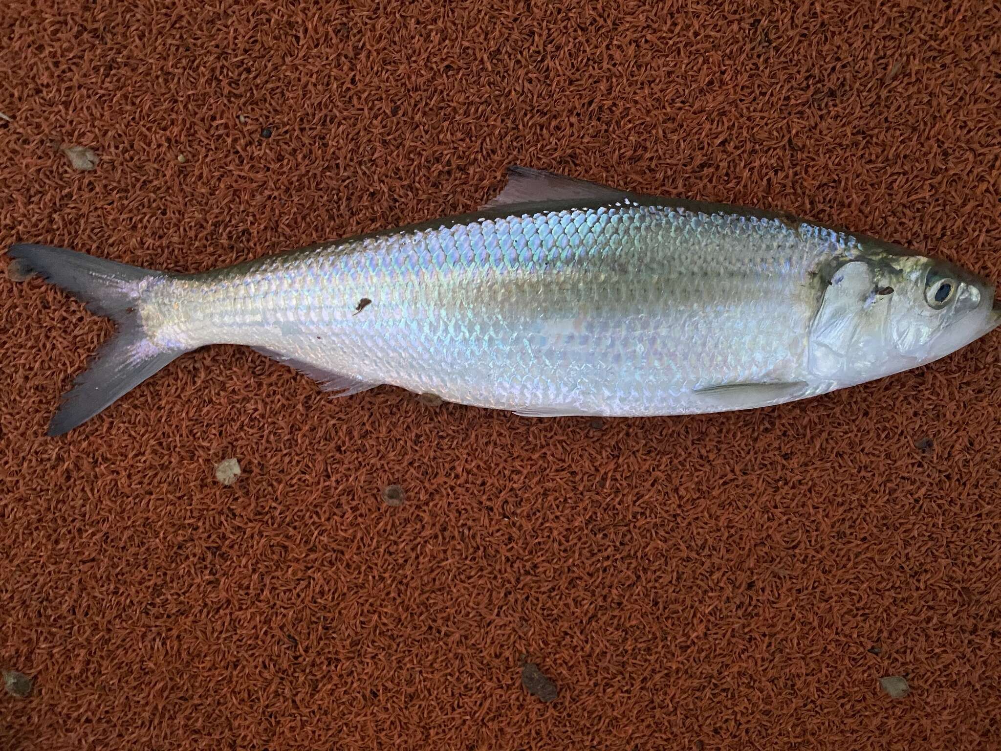 Image of Skipjack Herring