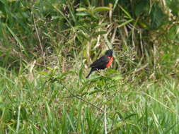 Image of Red-breasted Blackbird