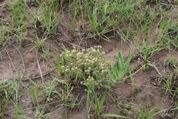 Image of Helichrysum asperum (Thunb.) Hilliard & Burtt