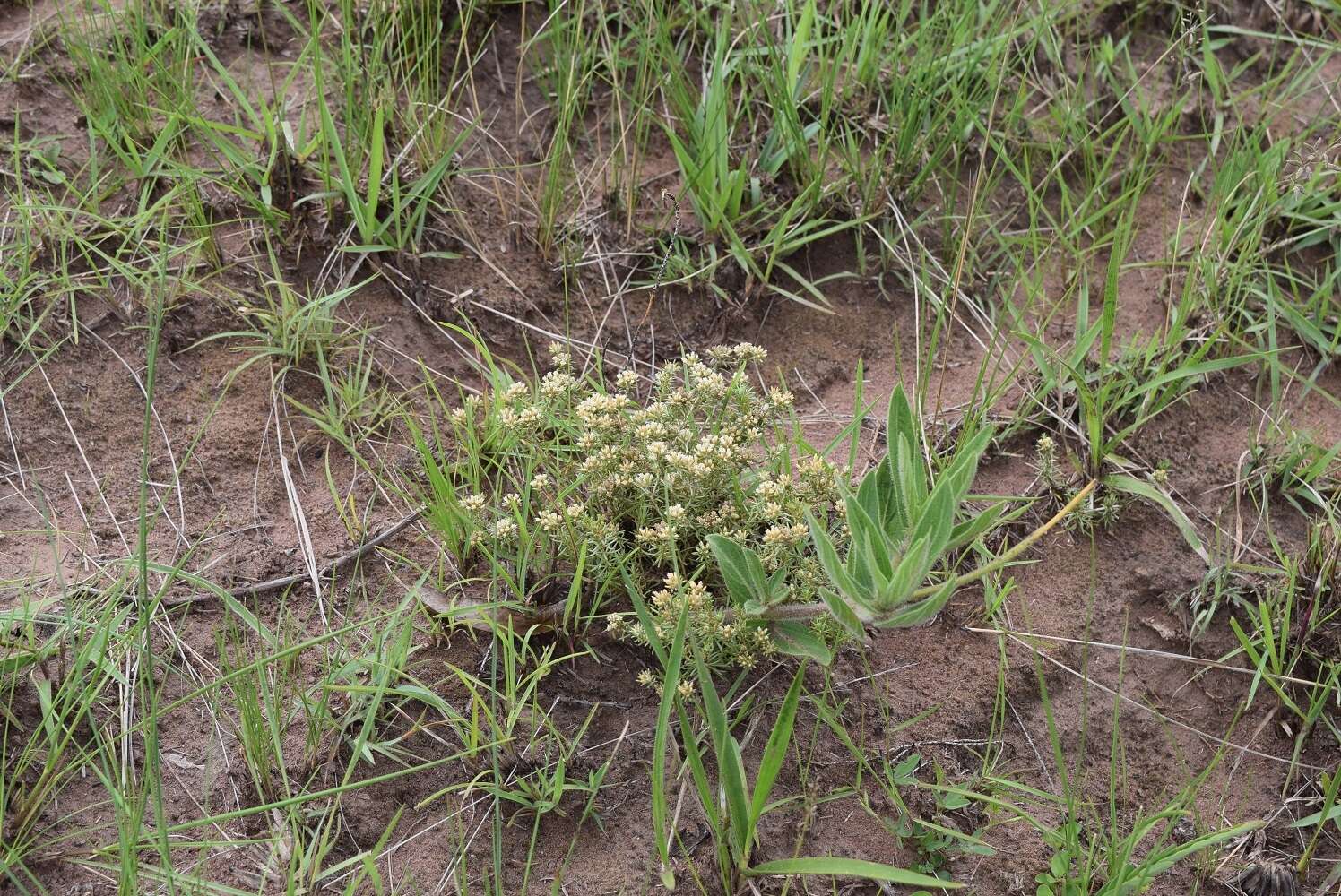 Image of Helichrysum asperum (Thunb.) Hilliard & Burtt