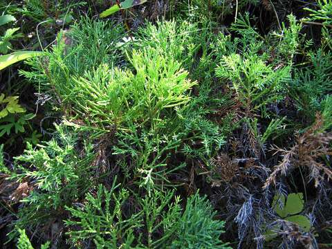 Image of Juniperus sabina var. dauurica