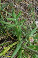 Image of Jurinea mollis (L.) Rchb.