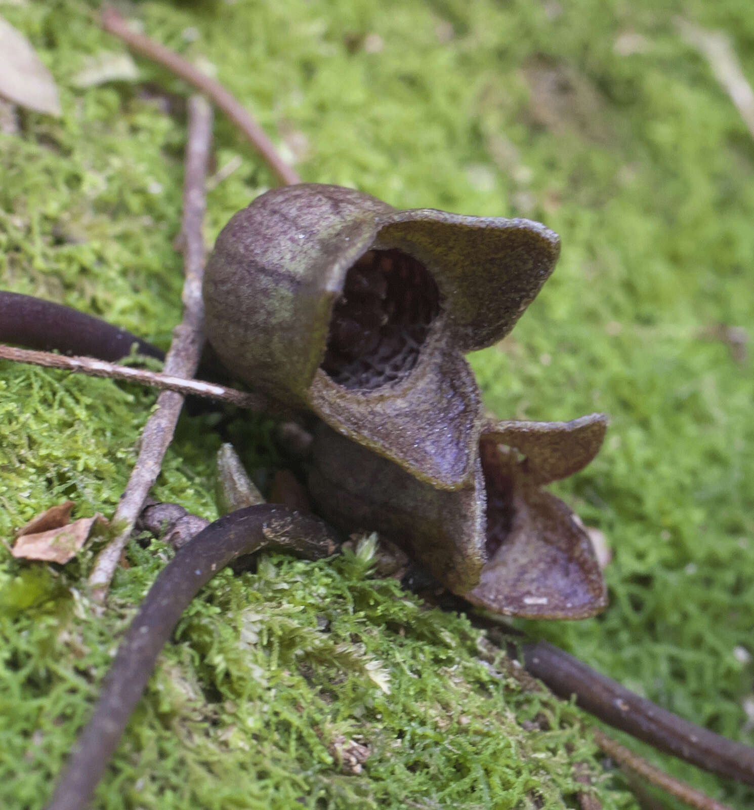 Image of Asarum fauriei var. takaoi (F. Maek.) T. Sugaw.