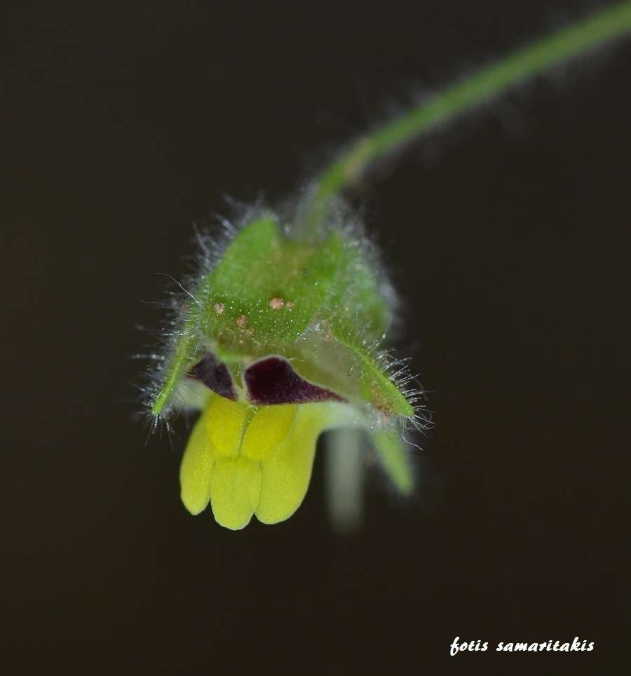 Image of Kickxia spuria subsp. integrifolia (Brot.) R. Fernandes