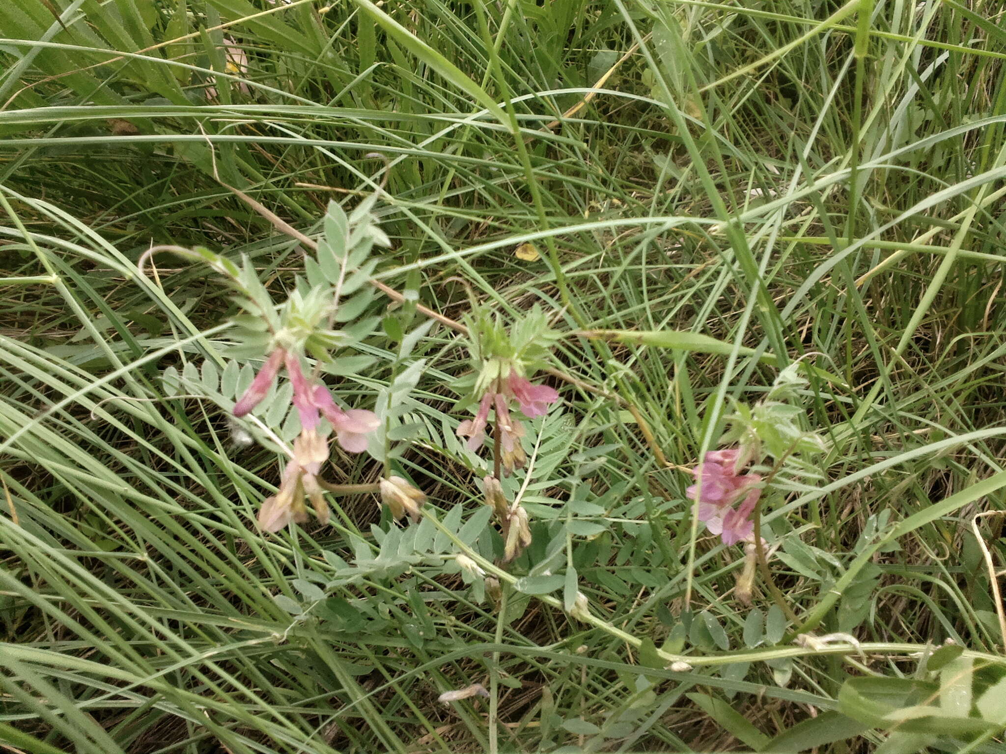 Vicia pannonica subsp. striata的圖片