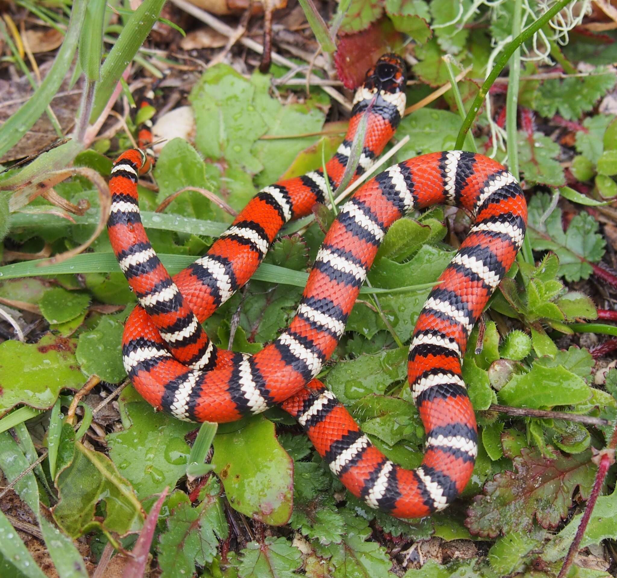 Image of California Mountain Kingsnake