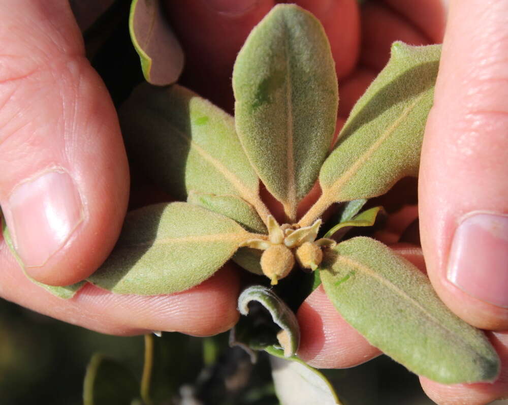 Pittosporum serpentinum (de Lange) de Lange的圖片