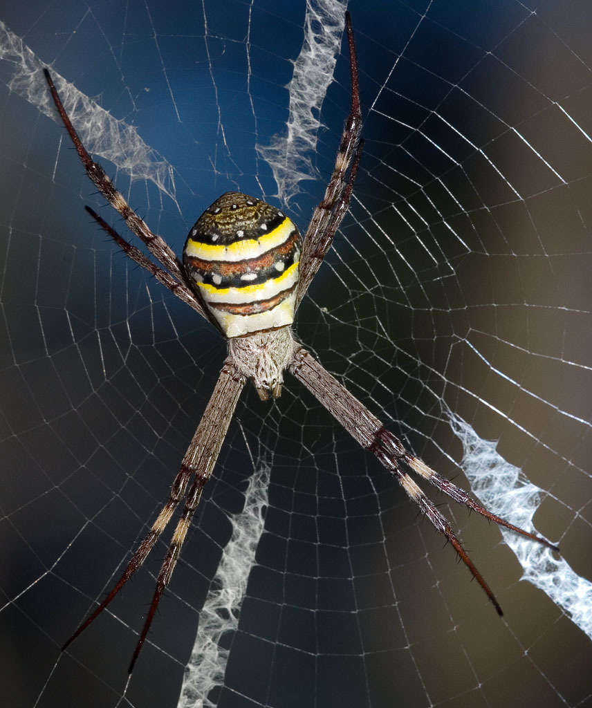 Image of St Andrews Cross Spider