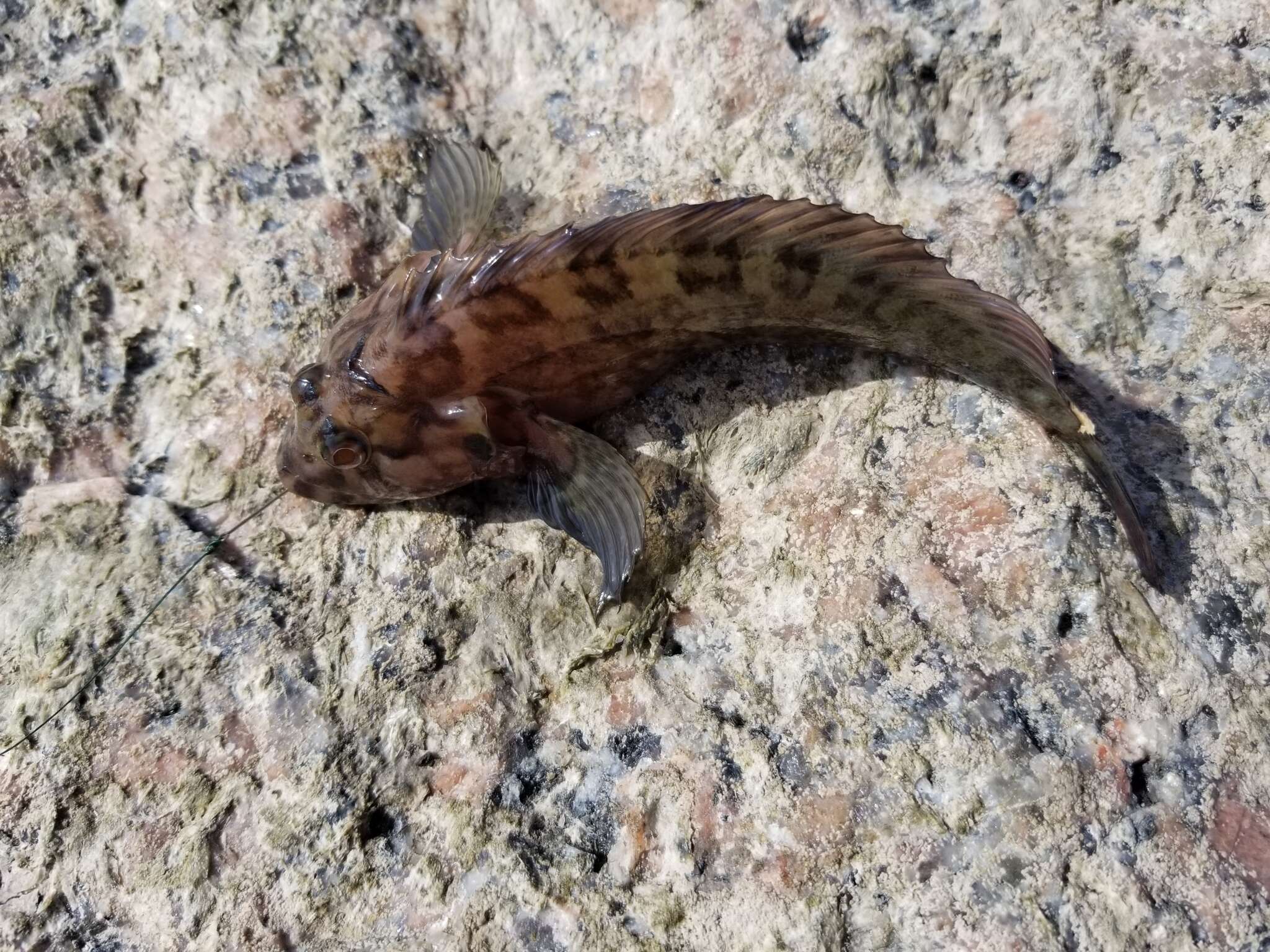 Image of Hairy Blenny