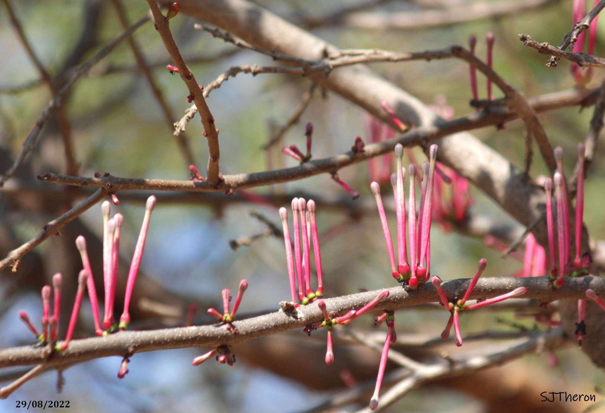 Image of Tapinanthus rubromarginatus (Eng I.) Danser