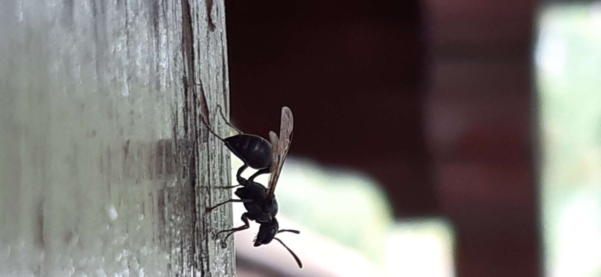 Слика од Metapolybia aztecoides Richards 1978