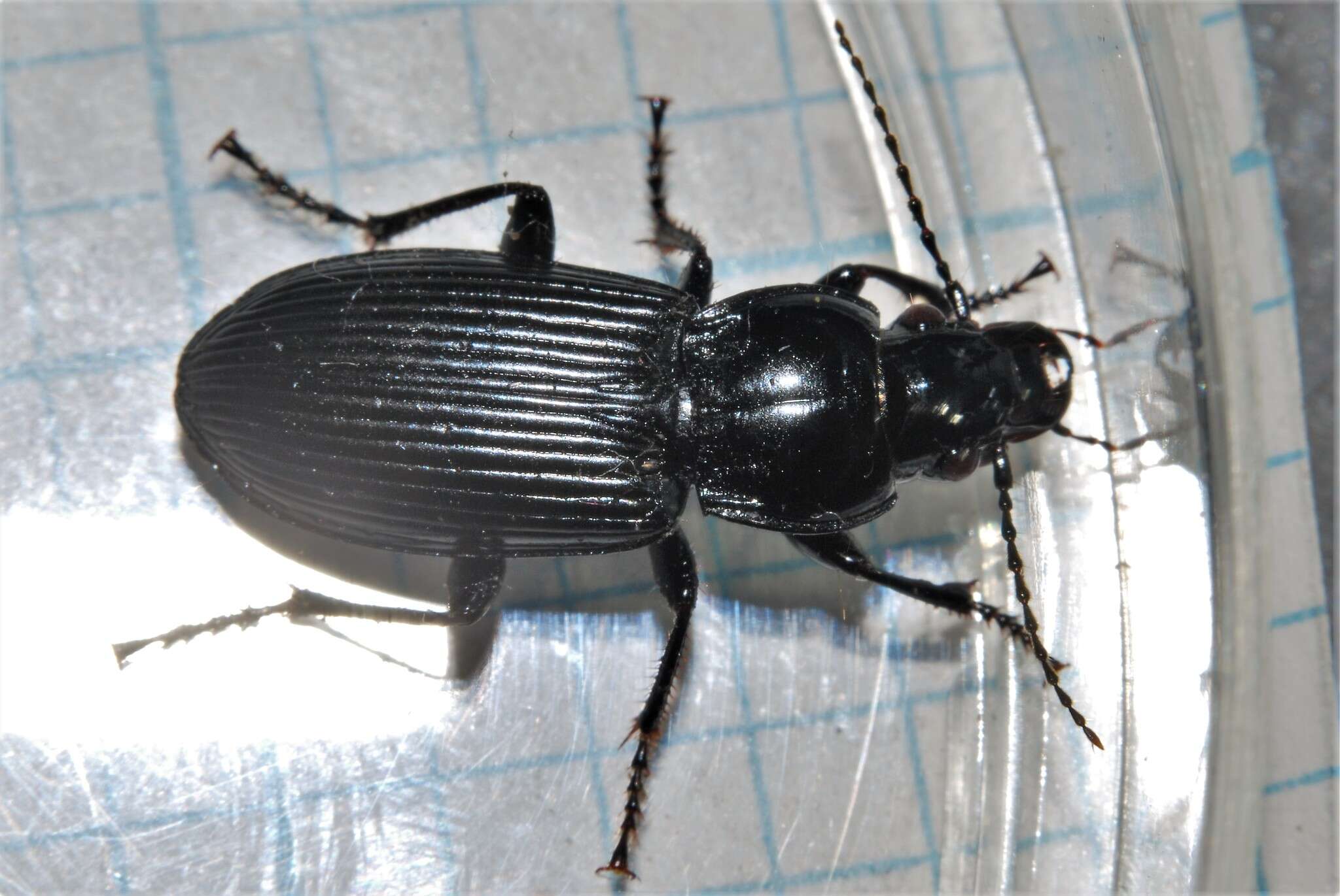 Image of Carabidae