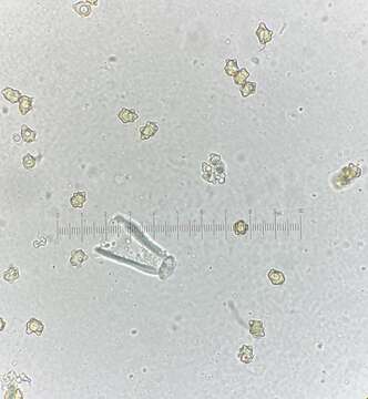 Plancia ëd Inocybe acriolens Grund & D. E. Stuntz 1975