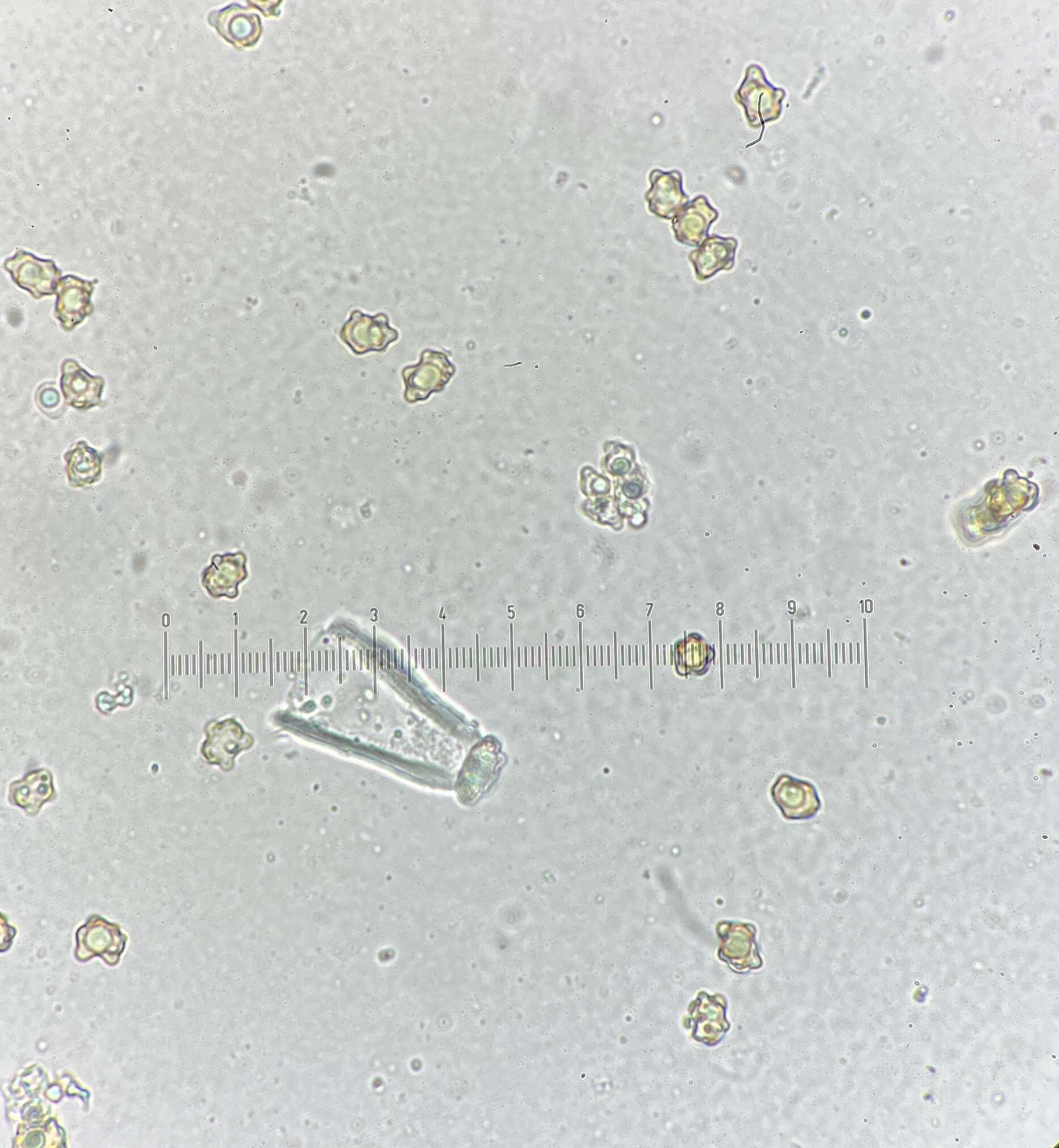 Plancia ëd Inocybe acriolens Grund & D. E. Stuntz 1975