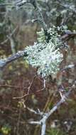 Image of shield lichen