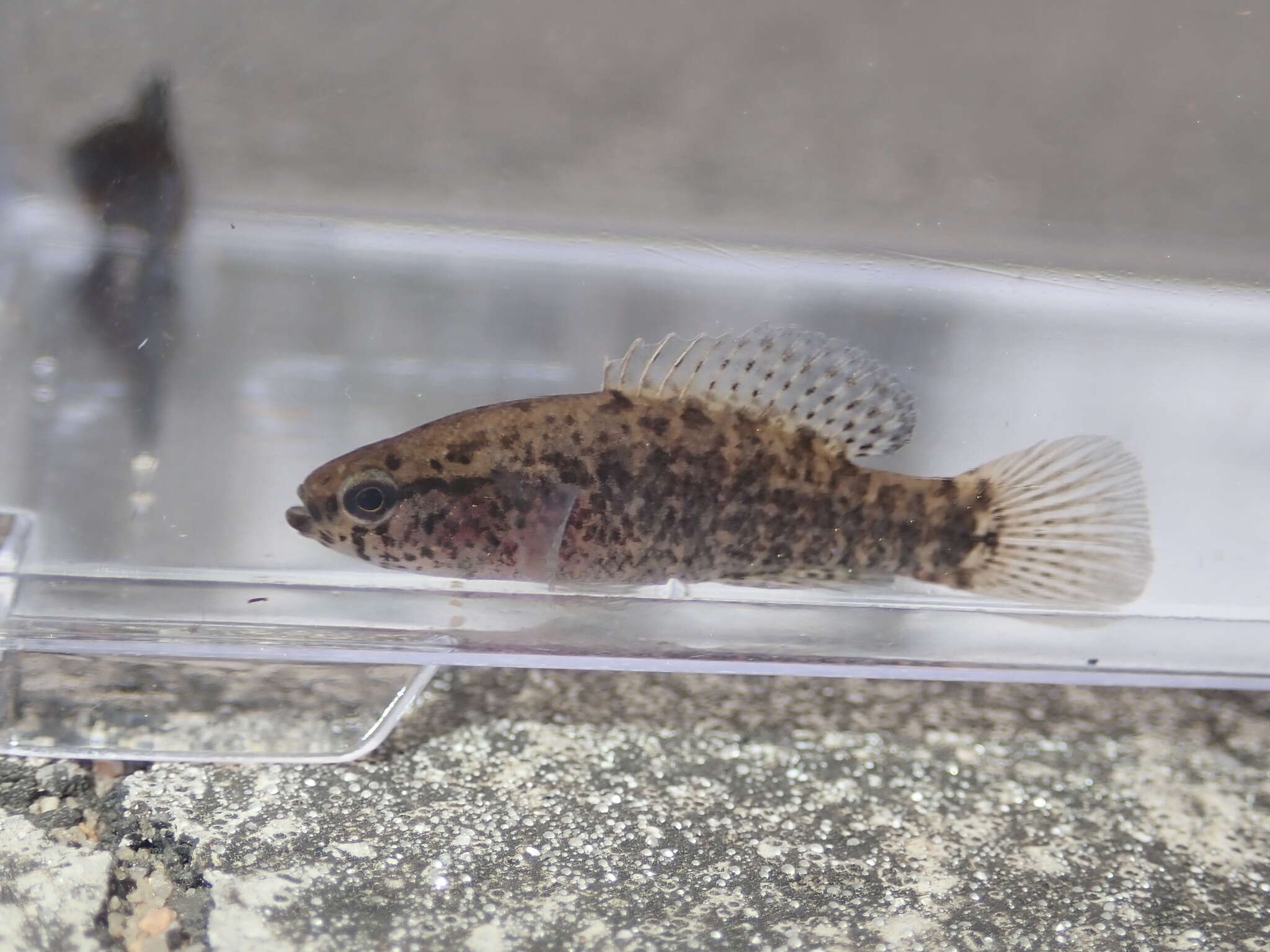 Image of Banded Pygmy Sunfish