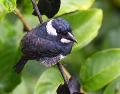 Image of Black-breasted Puffbird