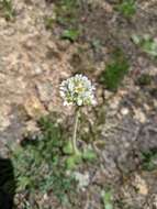 Image of Diamond-Leaf Pseudosaxifrage