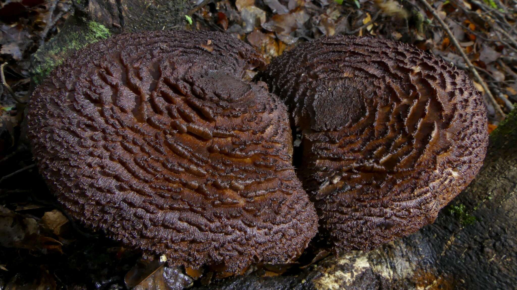 Image of Cortinarius ursus Soop 2001