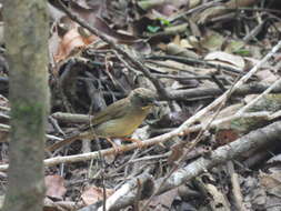 Image of Yellow-whiskered Greenbul