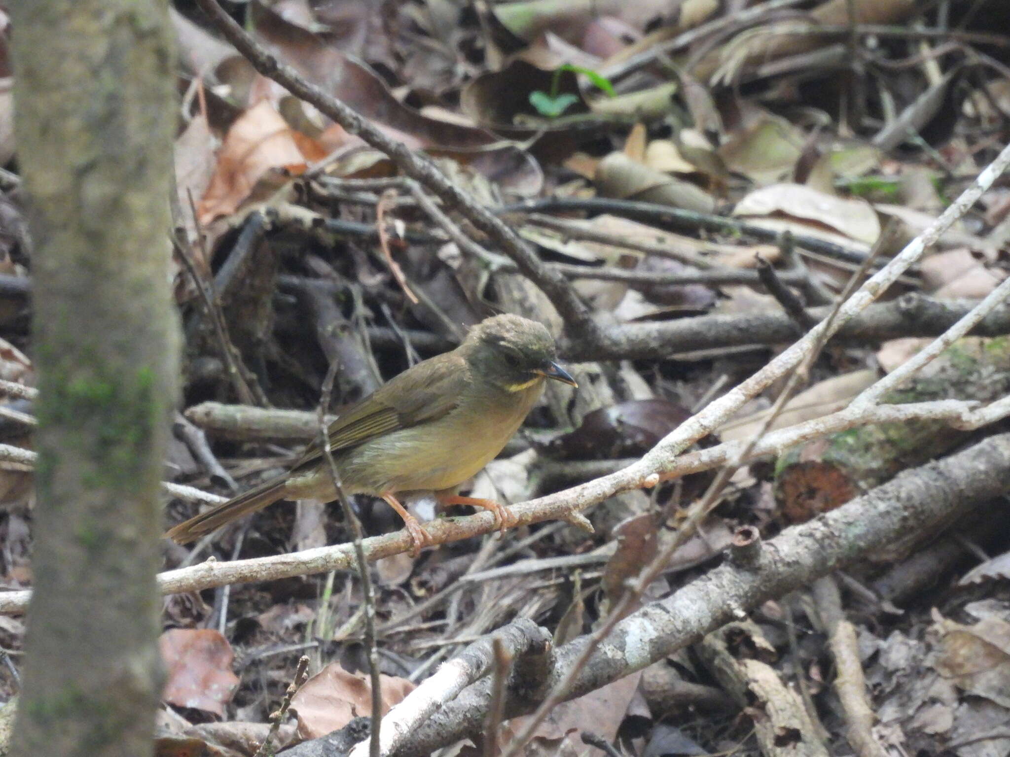 Imagem de Eurillas latirostris (Strickland 1844)