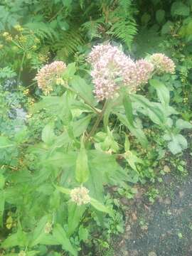 Image of hemp agrimony