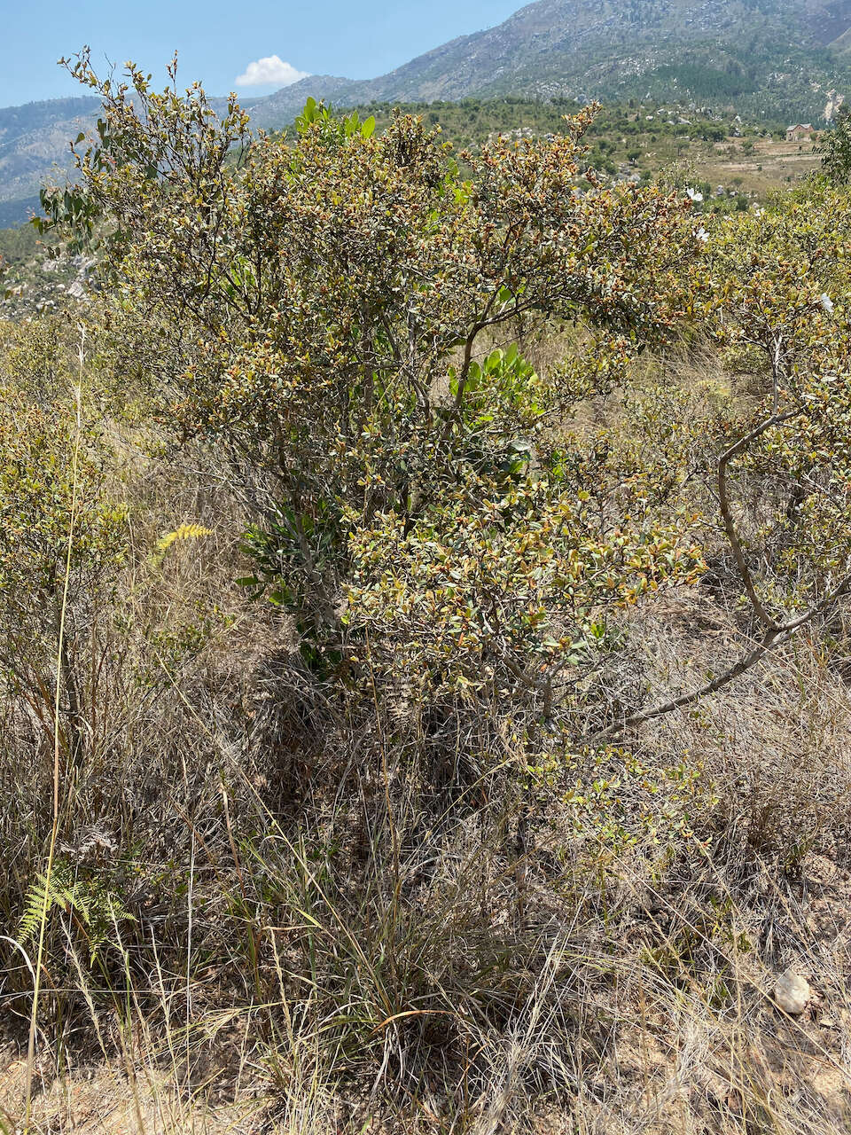 Image of Xerochlamys itremoensis Hong-Wa