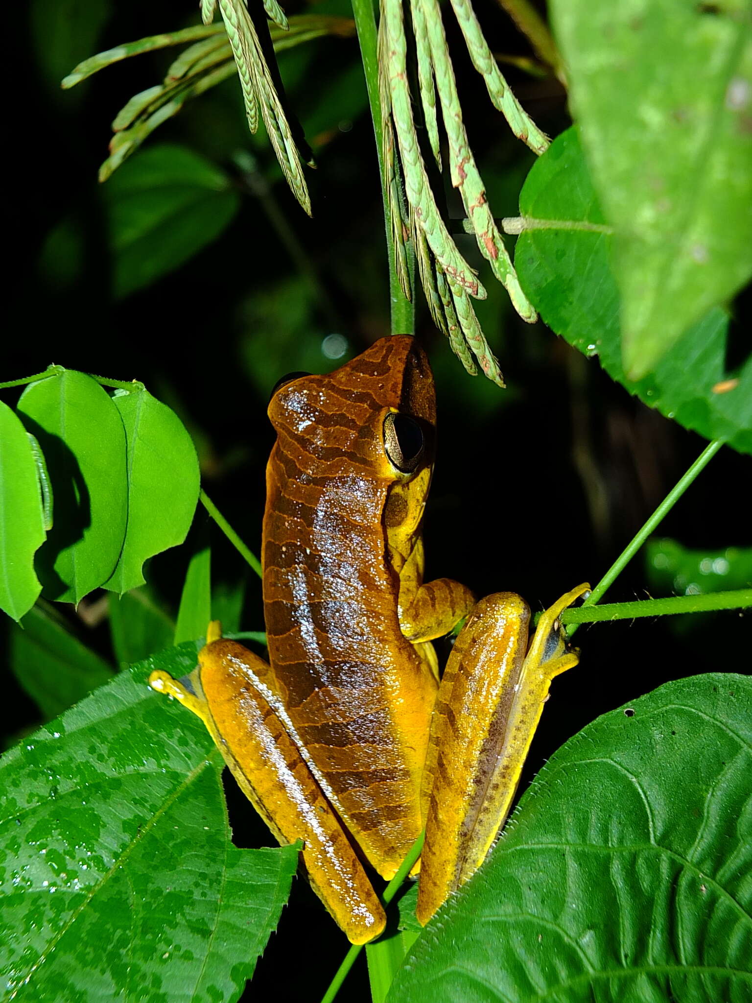 Image of Boana multifasciata (Günther 1859)