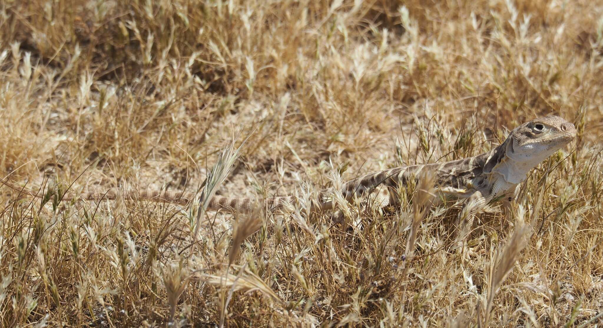 Image of Bluntnose Leopard Lizard