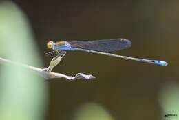 Image of Pseudagrion rubriceps Selys 1876