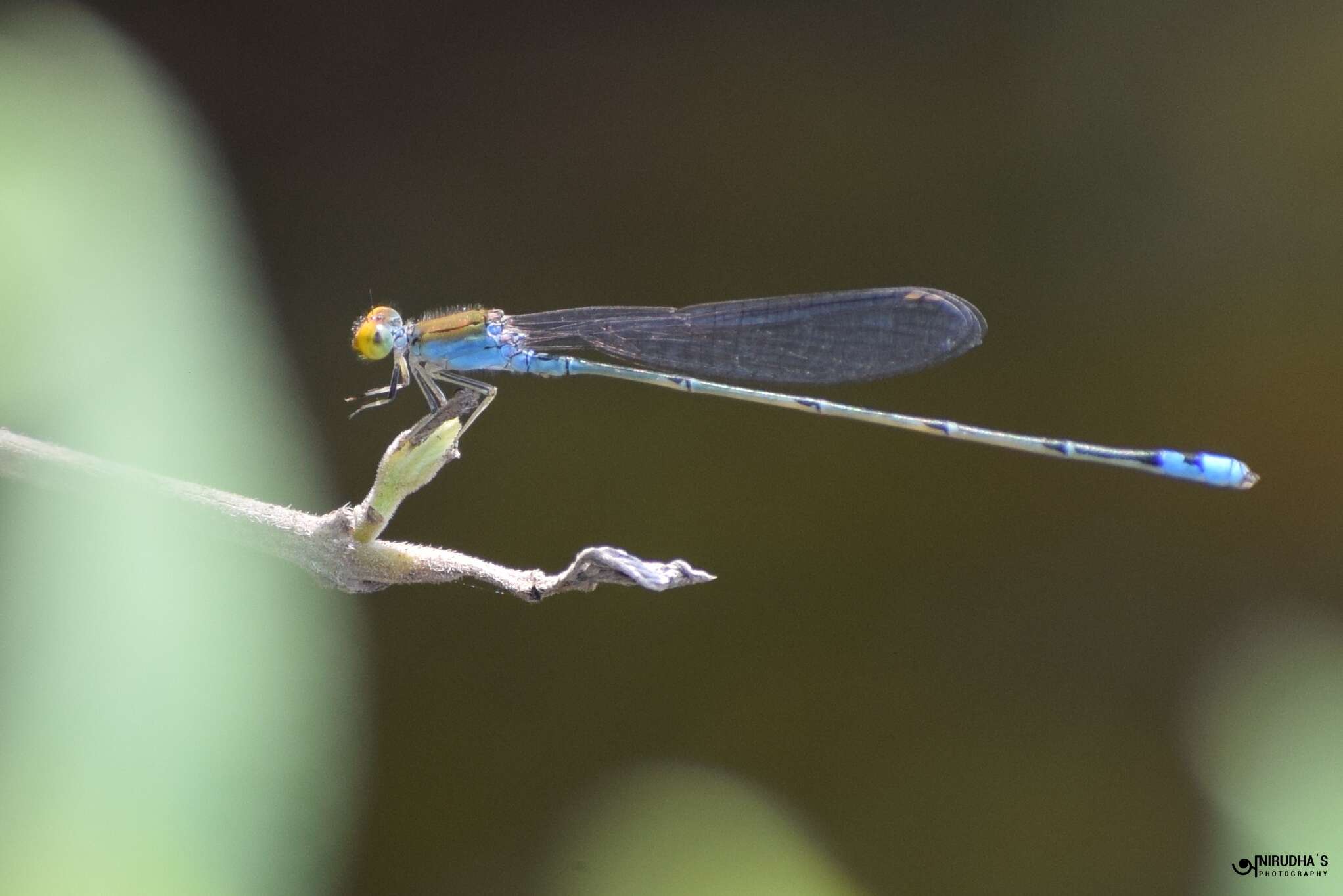 Image of Pseudagrion rubriceps Selys 1876