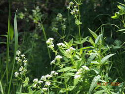 Plancia ëd Galium rubioides L.