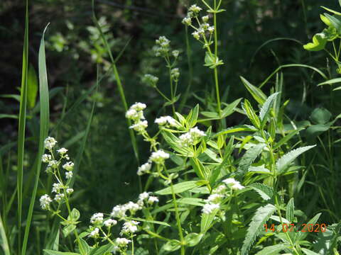 Plancia ëd Galium rubioides L.